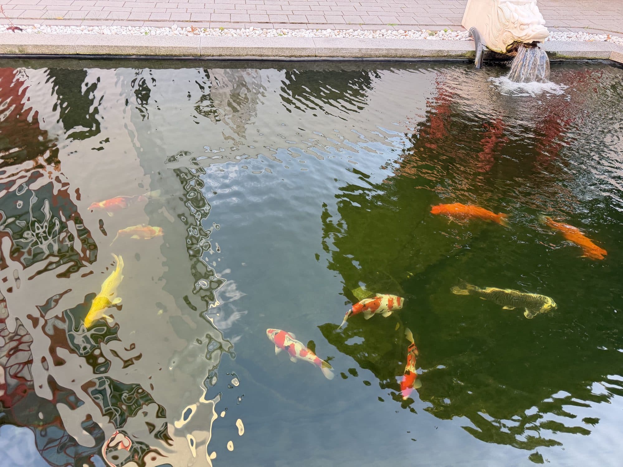 庭院水池中的锦鲤与龙头出水口